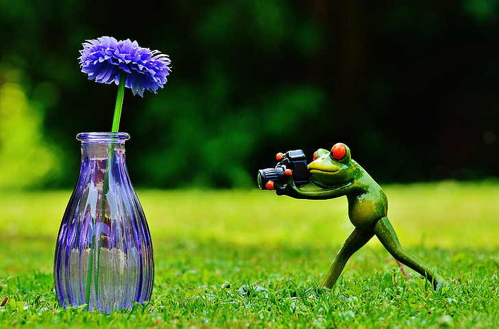 vase, fleur, grenouille, photographe, photo, drôle, mignon