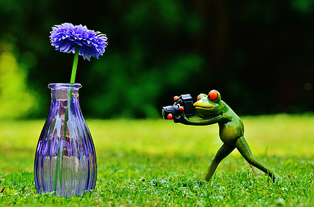ваза, цвете, жаба, фотограф, снимка, Смешно, Сладък