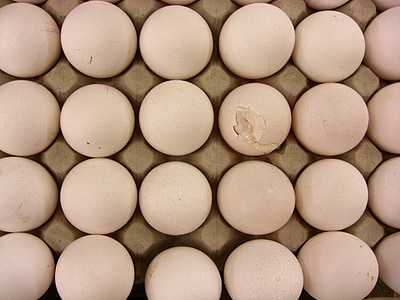 muna, rikki, luonnollinen tuote, hauras, alue, Ruoka, eläinten muna