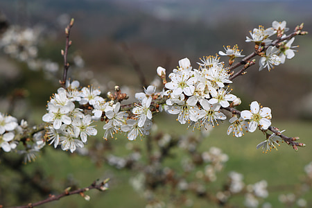 schlehe, putih, bunga, Tutup, alam, musim semi, kemegahan putih