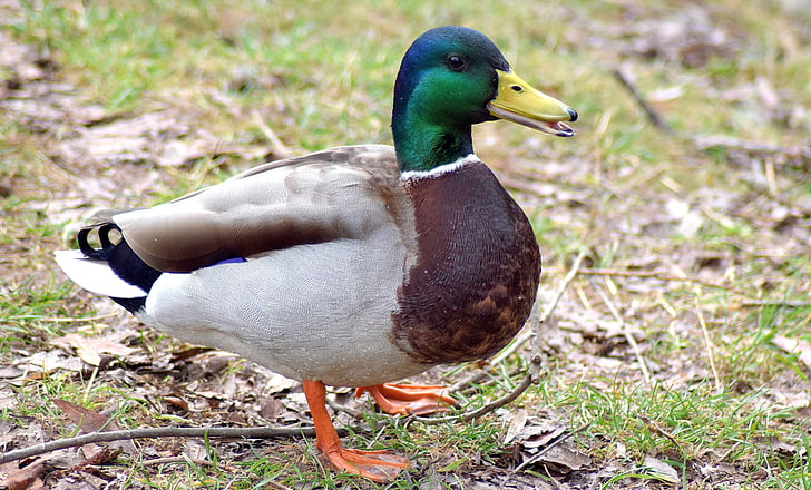 Free photo: drake, colorful, nature, bird, animal themes, animals in the  wild, duck | Hippopx