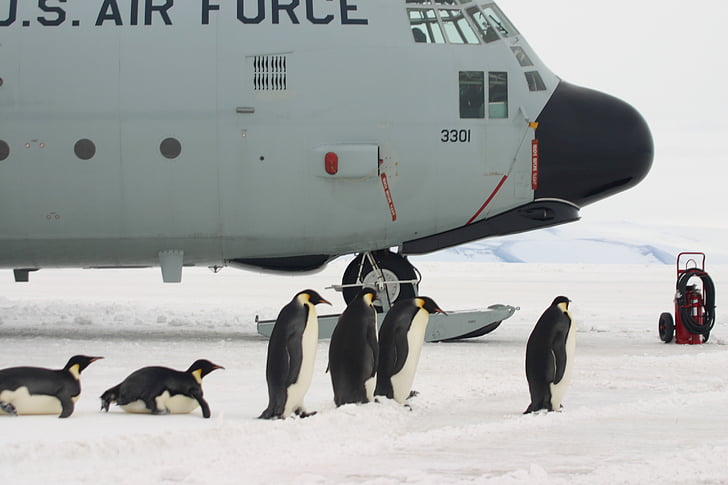 avió, pingüins, d'embarcament, l'Antàrtida, l'emperador, neu, gel