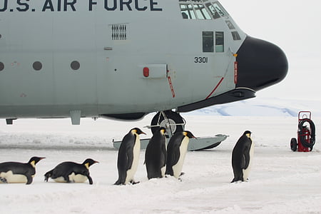 plokštumoje, pingvinai, įlaipinimo, Antarktida, Imperatorius, sniego, ledo