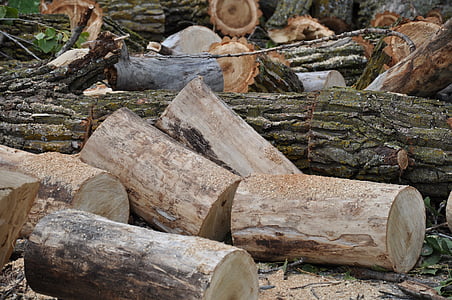 árvore, corte, madeira, filial, madeira serrada, log de