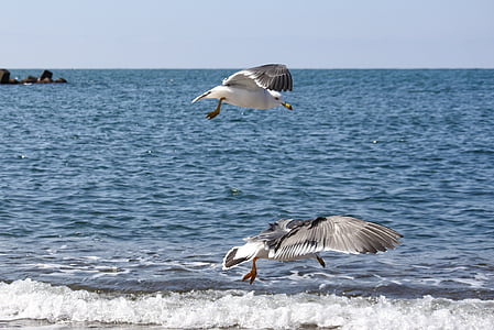 animale, mare, spiaggia, onda, Sea gull, Gabbiano, uccelli marini