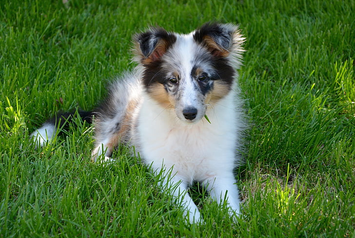 Shetland sheepdog, щенок, молодой, собака, домашнее животное, трава, Домашние животные