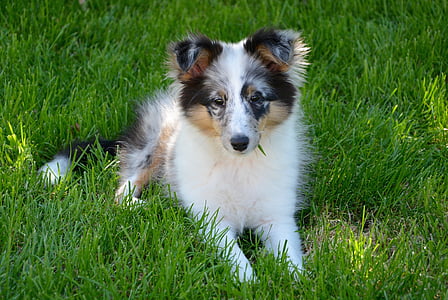 shetland sheepdog, puppy, young, dog, domestic animal, grass, pets