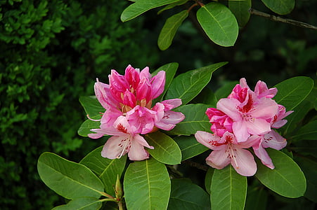 rhododendron, pink, blossom, bloom, plant, flowers, green