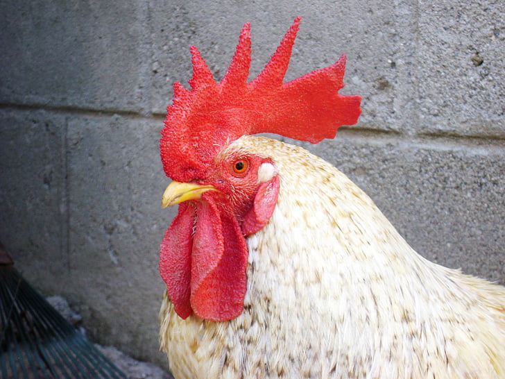 Gallo, οικόσημο, κόκκινο, κοτόπουλο, πουλί, κοτόπουλο - πουλί, κόκορας