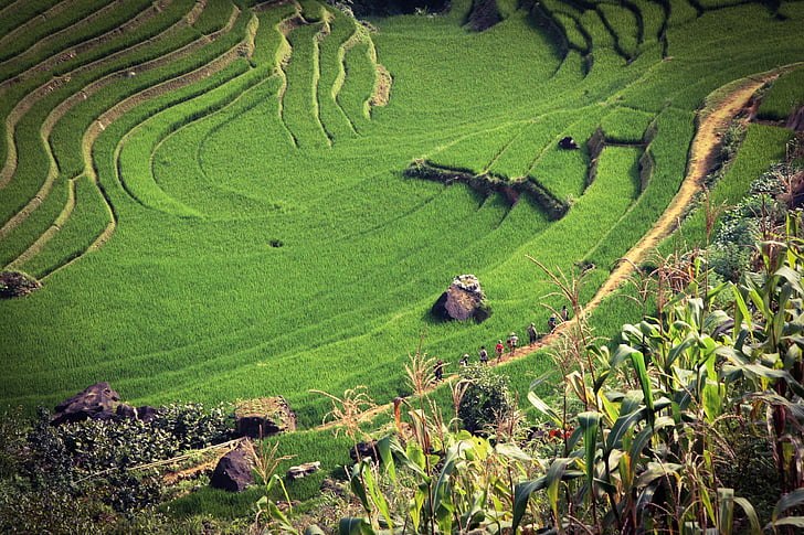 mezőgazdaság, termőföld, táj, utazás, Farm, Hill, rizs