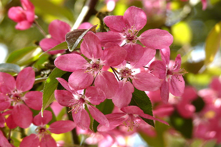 wild cherry, pink, spring, branches, wild cherry blossoms, blossom, garden