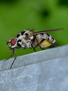 insectes, Diptera, Moscou