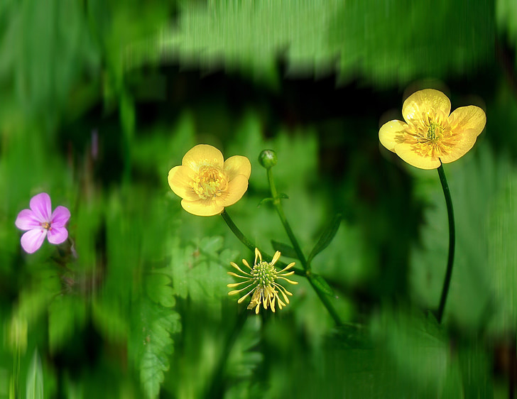 Buttercup, rastlín, žltý kvet, kvet, kvet, Príroda, žlté kvety