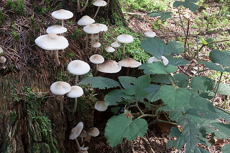 mushrooms, tree stump, forest, white, beige, moss, green