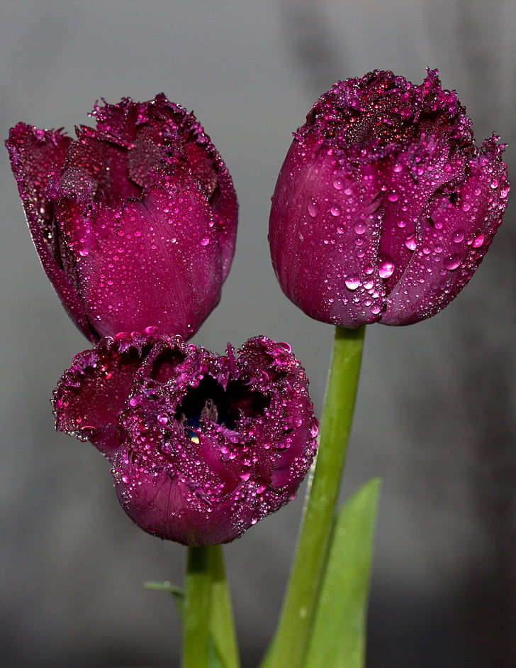 tulips, red, drops, wet, flowers, three, purple