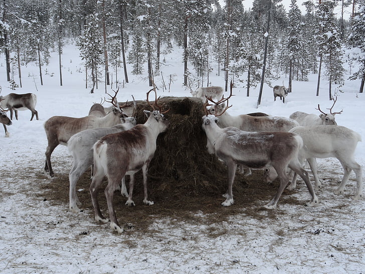 Lapland, živalsko krmo, kmetiji severnih jelenov, živali, pozimi, sneg, hladno temperaturo