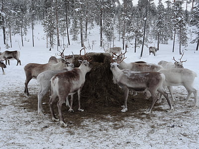 Lappland, Tierfutter, Rentierfarm, Tiere, Winter, Schnee, kalten Temperaturen