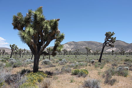 vườn quốc gia, công viên, cảnh quan, Thiên nhiên, Joshua tree national park, Hoa Kỳ, California