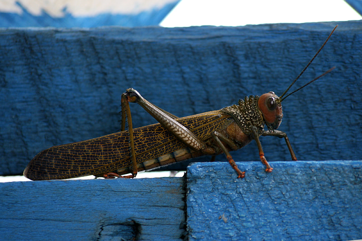 grasshopper, blue, bug, antenna, animal, insect, nature