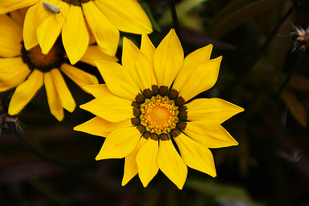 gazania, flower, spring, yellow flower, focus