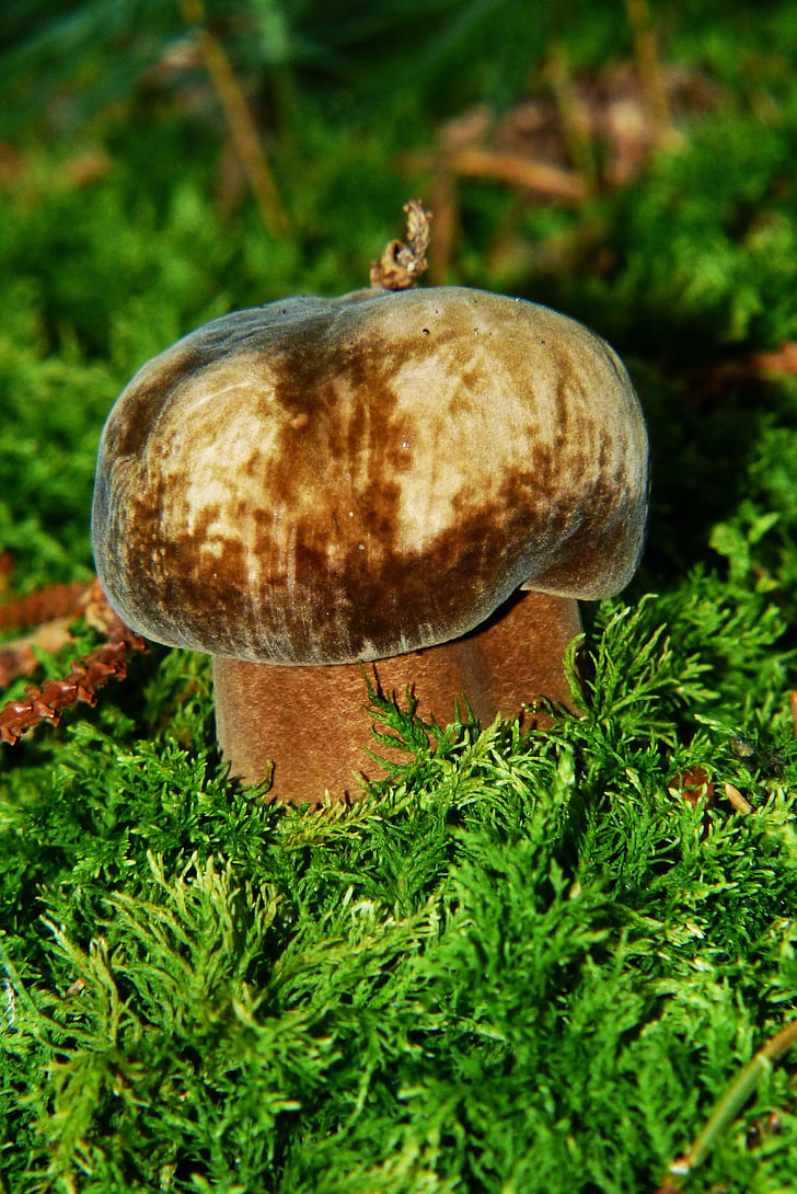 porphyrellus porphyrosporus, jamur, hutan jamur, lantai hutan, Lumut, jamur yang diambil, spesies jamur yang tidak diketahui