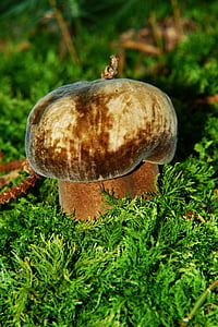 porphyrellus porphyrosporus, mushroom, forest mushroom, forest floor, moss, mushroom picking, fungal species unknown