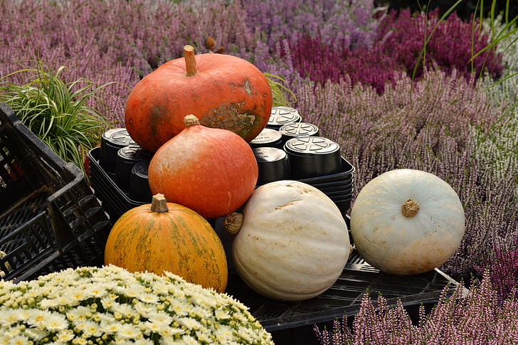 nursery, autumn plant, pumpkins, heide, autumn, offer, garden