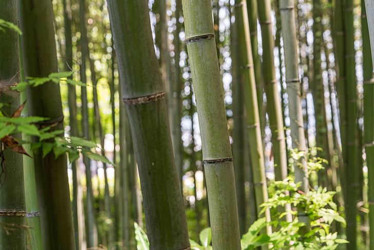 Japonsko, Arashiyama, bambusový Les, Detailní záběr, stromy, Kjóto, Příroda