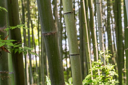 Japonsko, Arashiyama, bambusové lesy, zblízka, stromy, Kyoto, Príroda