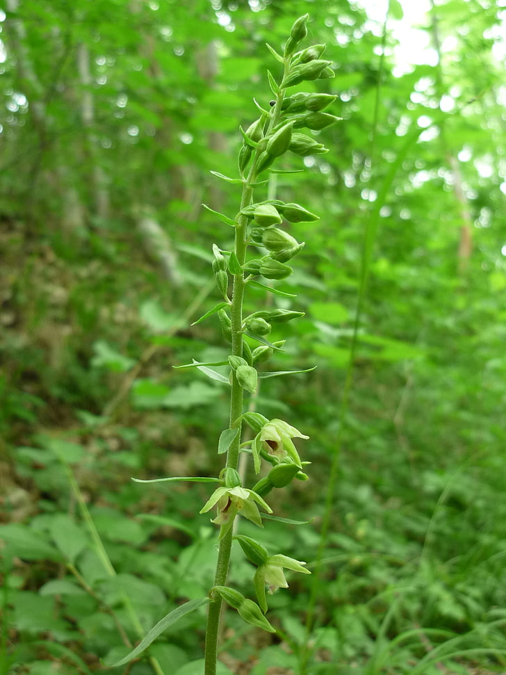 spitzlippige helleborine, german orchid, tiny flowers, difficult to detect, shady forests, nature, plant
