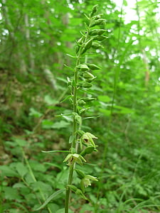 spitzlippige helleborine, german orchid, tiny flowers, difficult to detect, shady forests, nature, plant