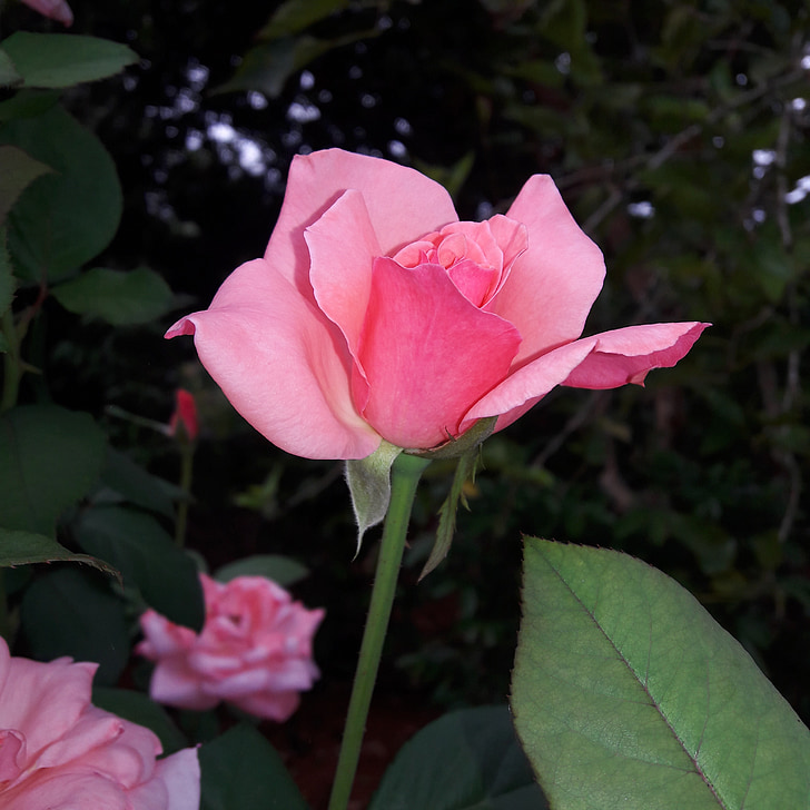 rose, flower, nature, rosa, pink flower, plant, petal