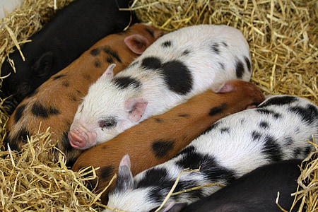 piglets, animals, pigs, hogs, farm, cute