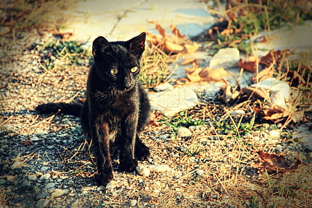 кошка, черный, животное, домашнее животное, Mieze, котенок, Adidas