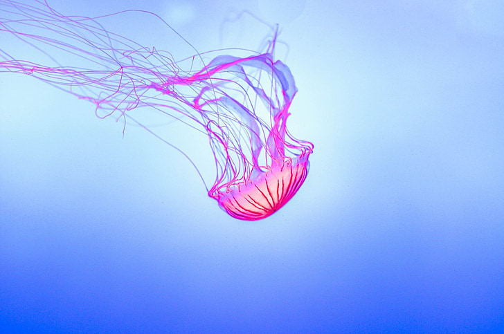 jelly fish, aquarium, jelly, jellyfish, underwater, glowing, tentacles