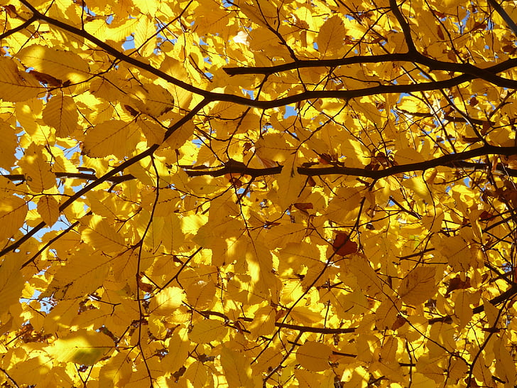 Carpe, Carpinus betulus, haya blanca, invernadero de abedul, Betulaceae, otoño dorado, octubre de oro