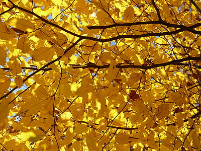 gaber, Carpinus betulus, bela bukev, breza toplogrednih, Brezovke, zlati jeseni, zlati oktobra