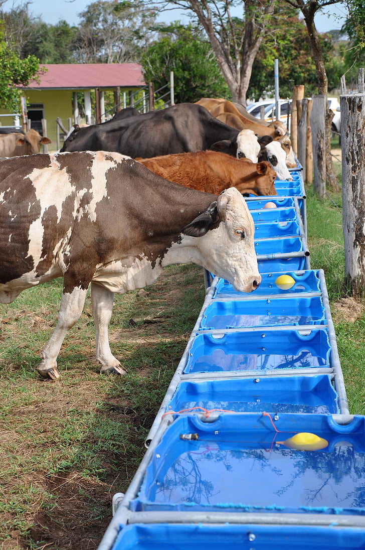 Free photo: livestock, drinking, water, cow, farm, animal, agriculture |  Hippopx