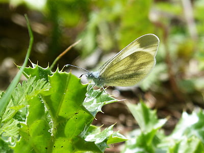 blanquita of cabbage, the cabbage butterfly, pieris rapae, lepidopteran, thistle, insect, nature