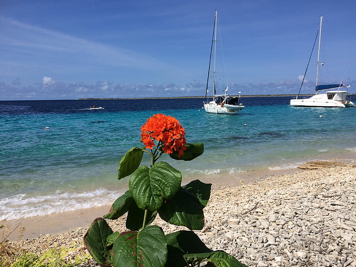 λουλούδι, στη θάλασσα, ιστιοπλοϊκό σκάφος, παραλία, Ακτή, το καλοκαίρι, μπλε