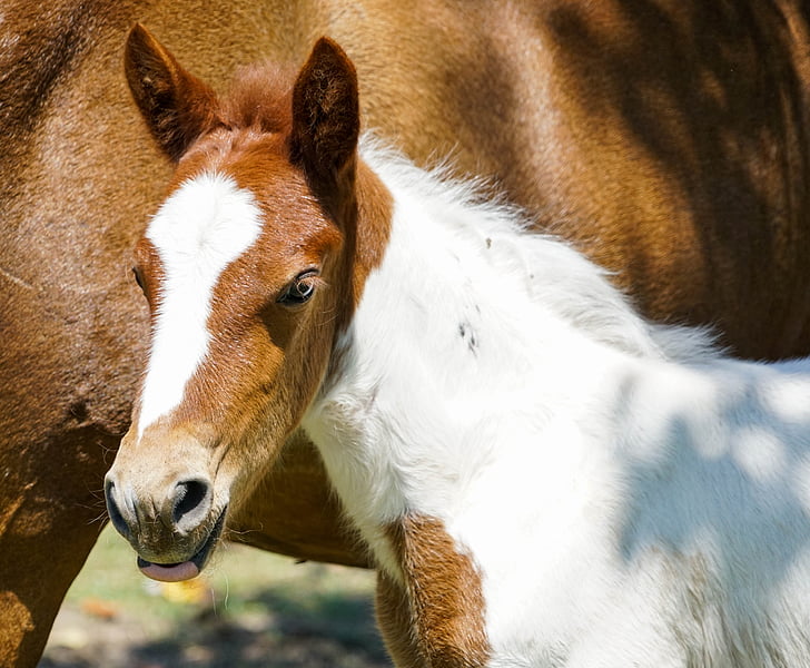 colt, horse, baby, farm, ranch, foal, nature
