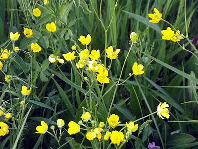 bidang, bunga, bunga liar, kuning