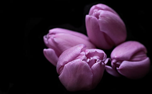 tulips, flowers, tulip flower, tulip heads, black background, purple, violet