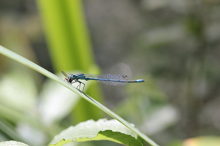 Dragonfly, blå, Lukk, insekt, Flight insekt, makrofotografering, Wing