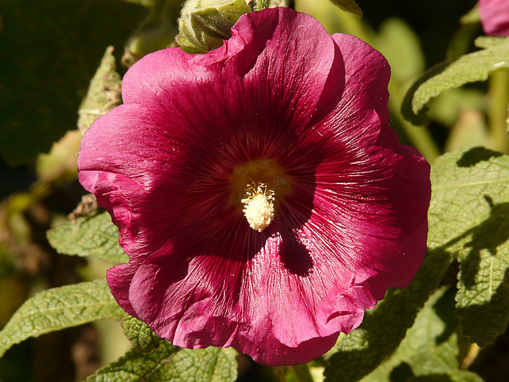 rosa d'archivio, Alcea rosea, Althaea rosea, Hollyhock, rosa di pioppo, giardino di rose Stock, Malva