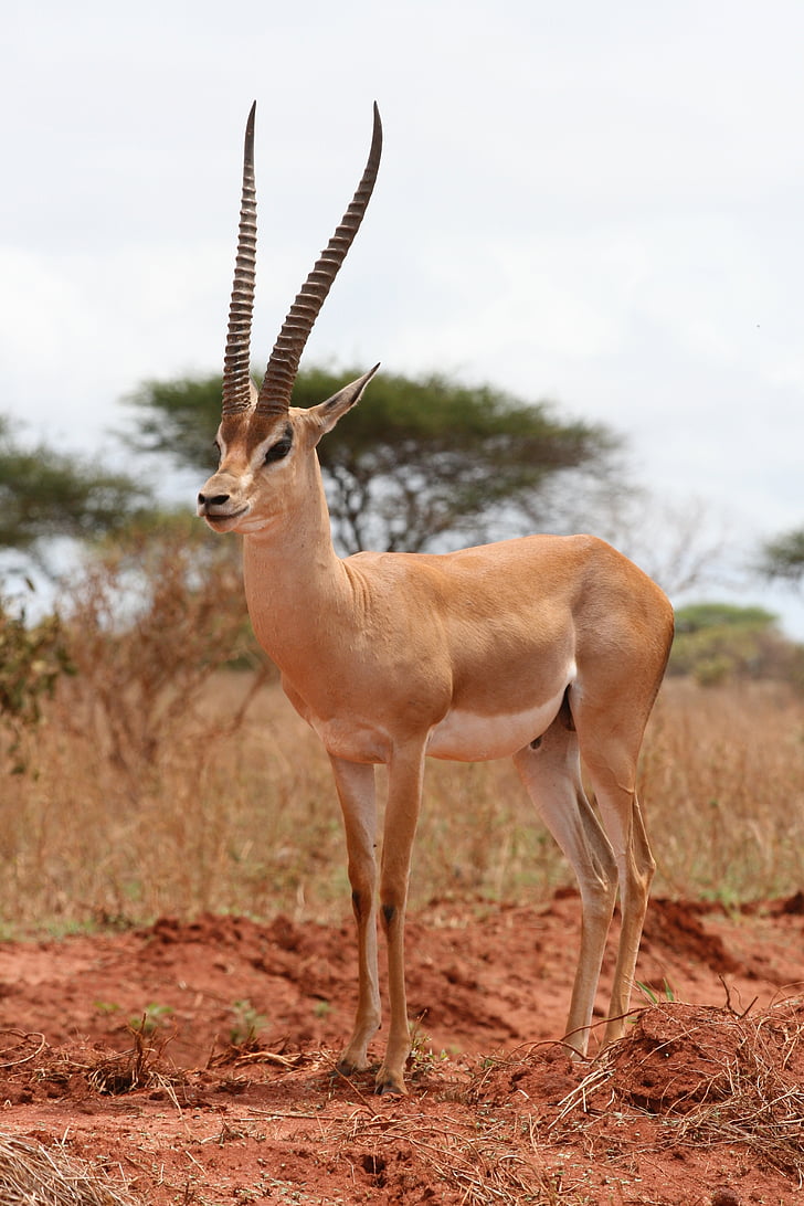 gacela, Kenia, Safari, África