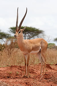 gazelė, Kenija, Safari, Afrika