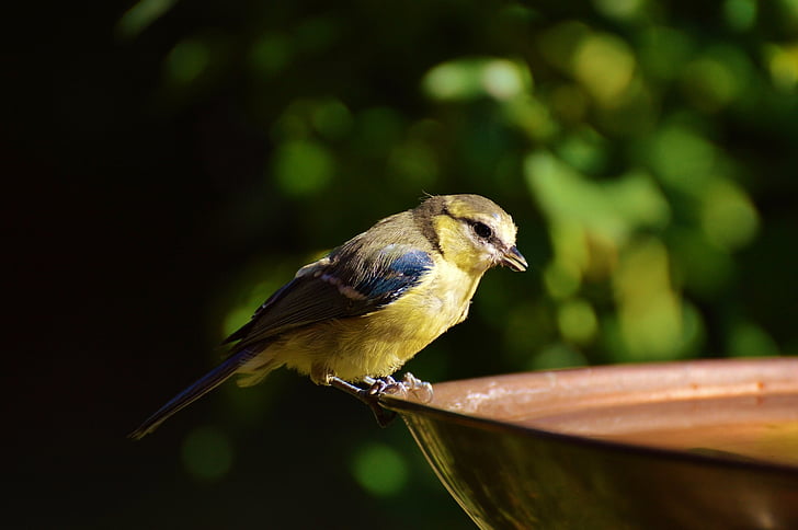 tit, water, drink, thirst, sweet, cute, blue tit