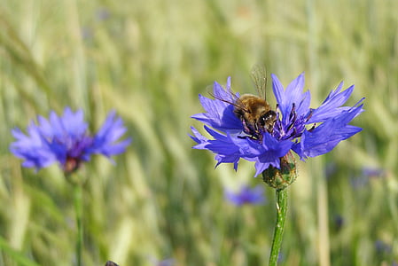 cornflower, bluebottle, bumblebee, macro, meadow, field, centaurea cyanus