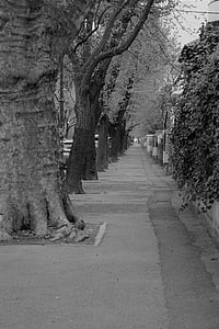 Straat, bomen, eenzaamheid